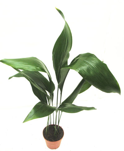 pic_aspidistra_top.jpg