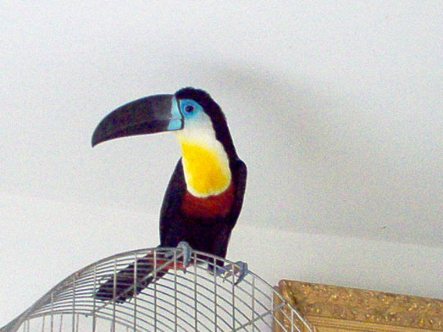 picasso%20002.jpg