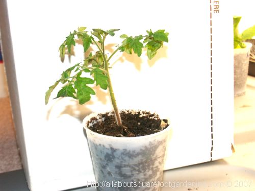 Piccolo-Tomato-Seedling.JPG