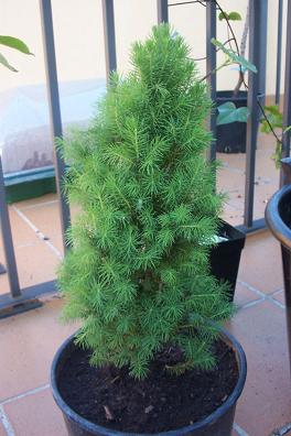 PICEA%20ALBERTIANA%20CONICA.JPG