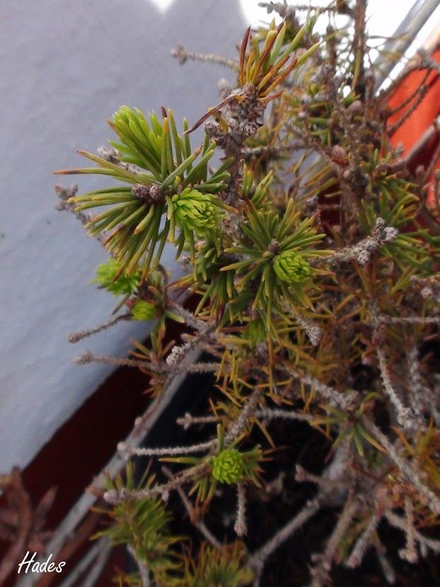 picea.jpg