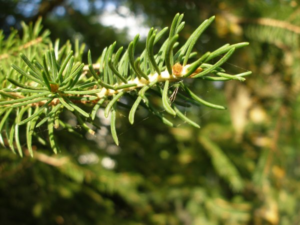 picea_1b.jpg