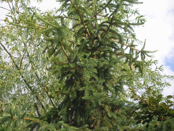 picea_2a.jpg