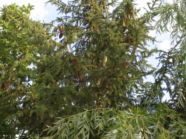 picea_4a.jpg