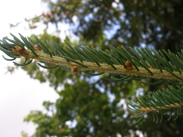 picea_4b.jpg