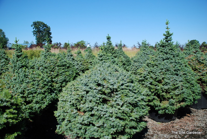picea_omorika_nana.JPG