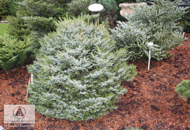Picea_omorika_Nana2_big.jpg