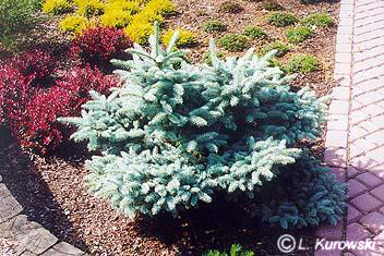 picea_pungens_glauca_globosa.jpg