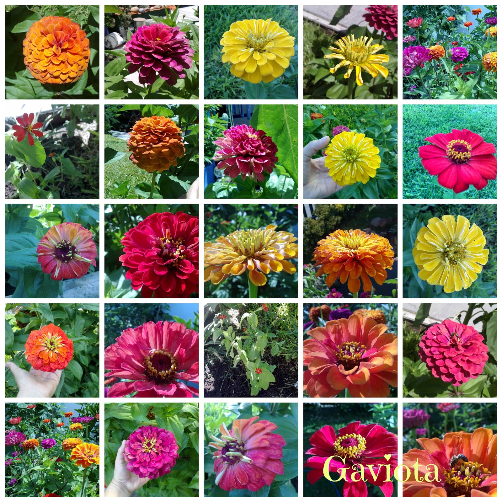 PicMonkey+Collage.jpg