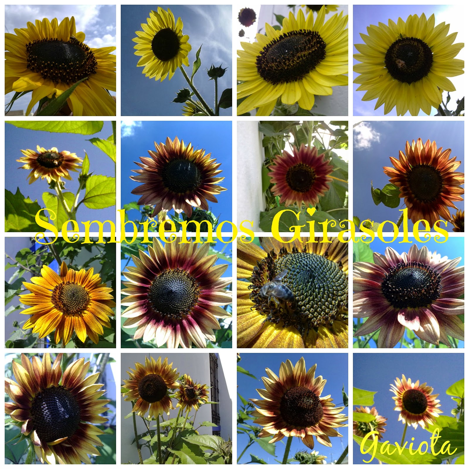 PicMonkey+Collage2.jpg