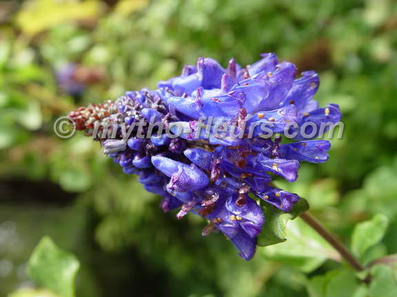 picnostachys_urticifolia_2.JPG