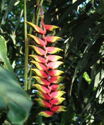 pico-de-loro-peru.jpg