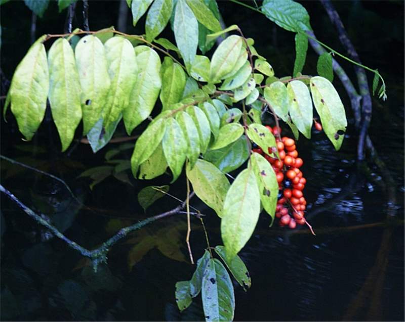 Picramnia%20sellowii_Denise%20SasakiV0377.jpg