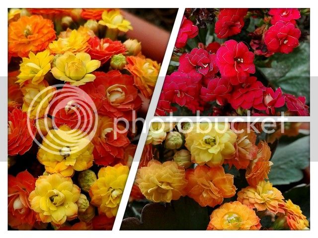 PicsArt_02-14-03.35.45_zpsyyc8ih8x.jpg