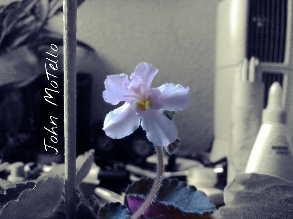 PicsArt_1392313501615_zpsntjm3hsj.jpg