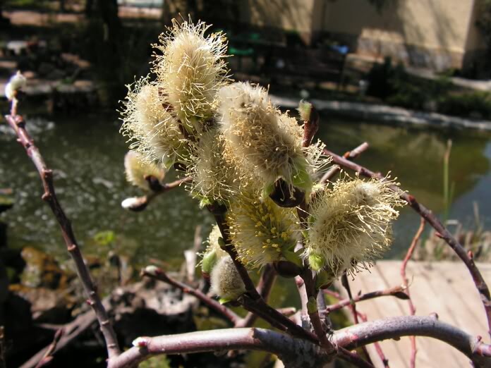 PICT0001.jpg