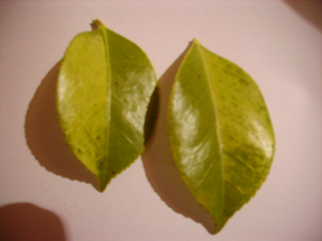 PICT0001.JPG
