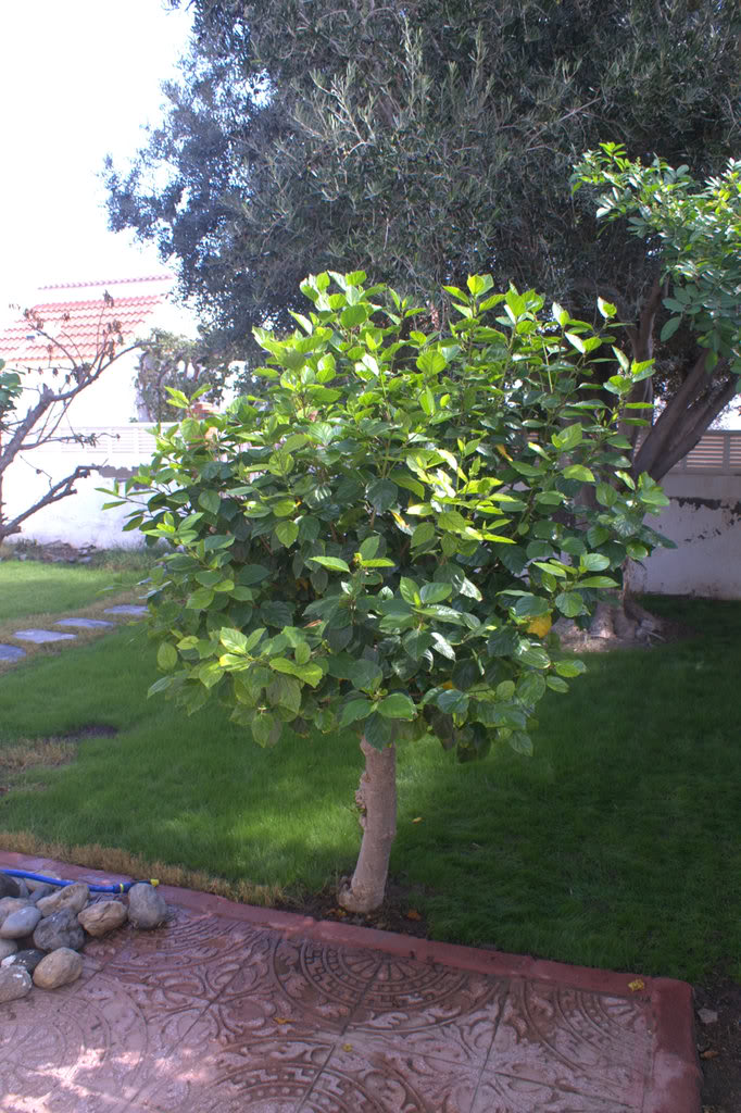 PICT0002.jpg