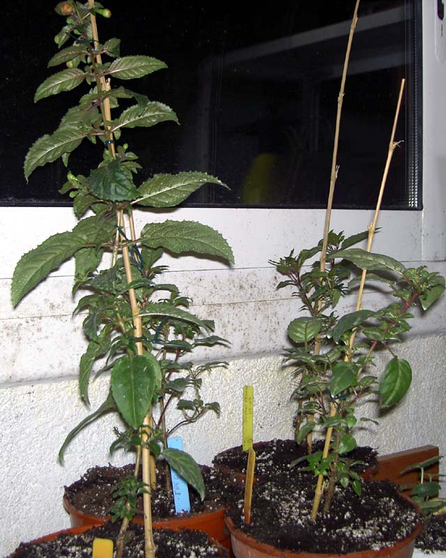 PICT0002p.jpg