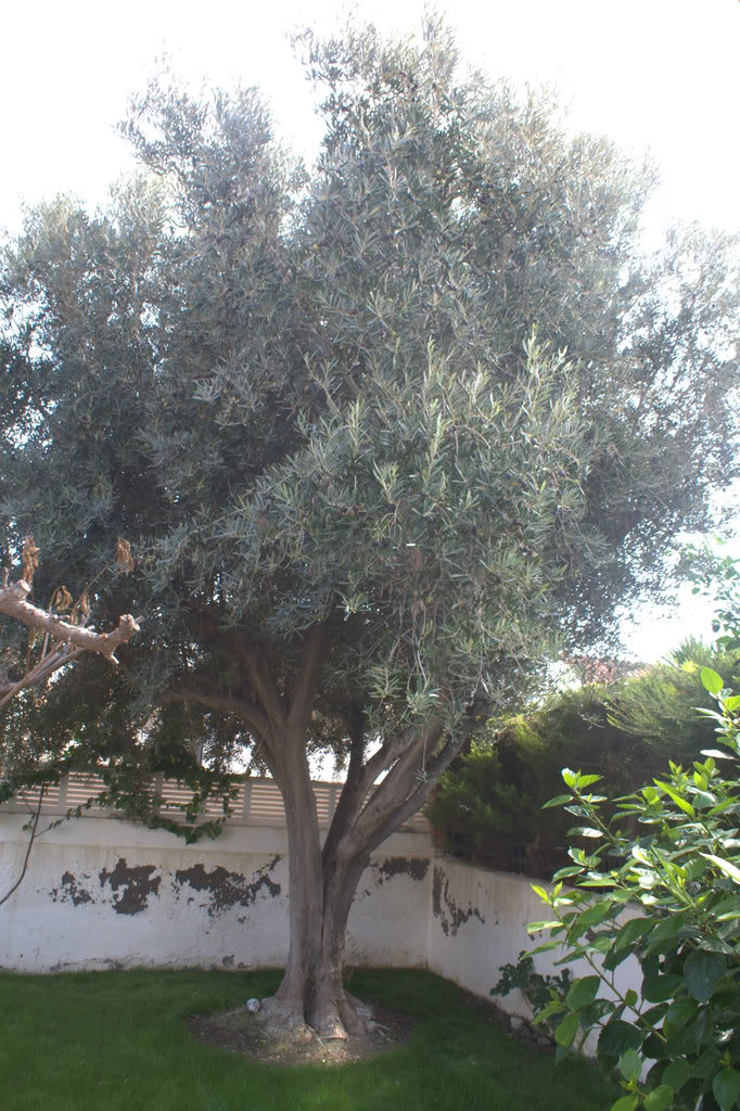 PICT0004.jpg