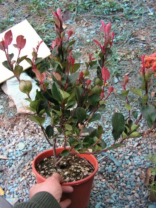 PICT0004.jpg