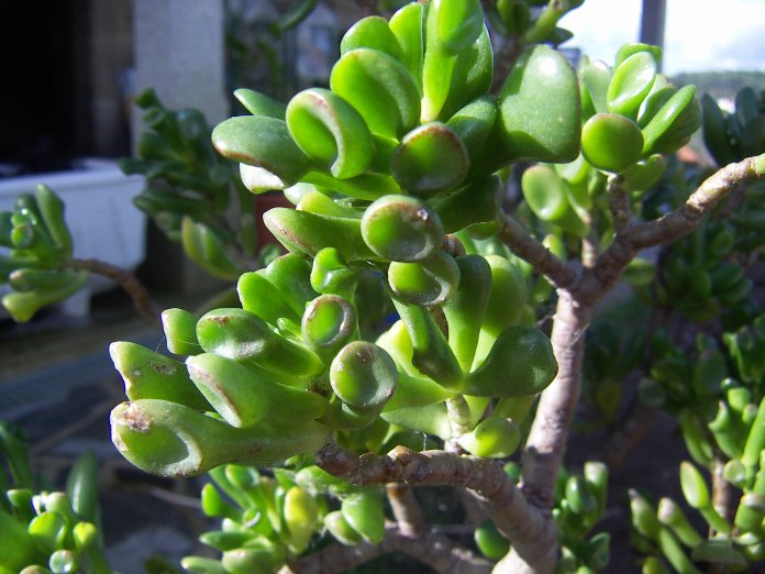 PICT0005.JPG
