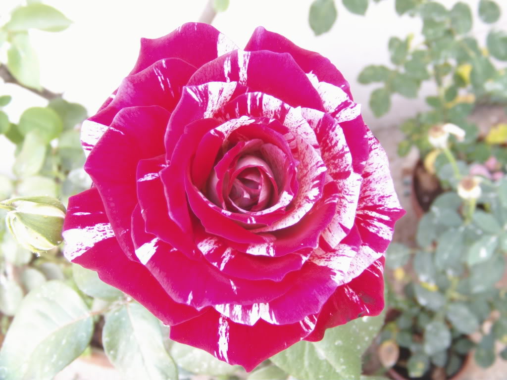 PICT0005.jpg