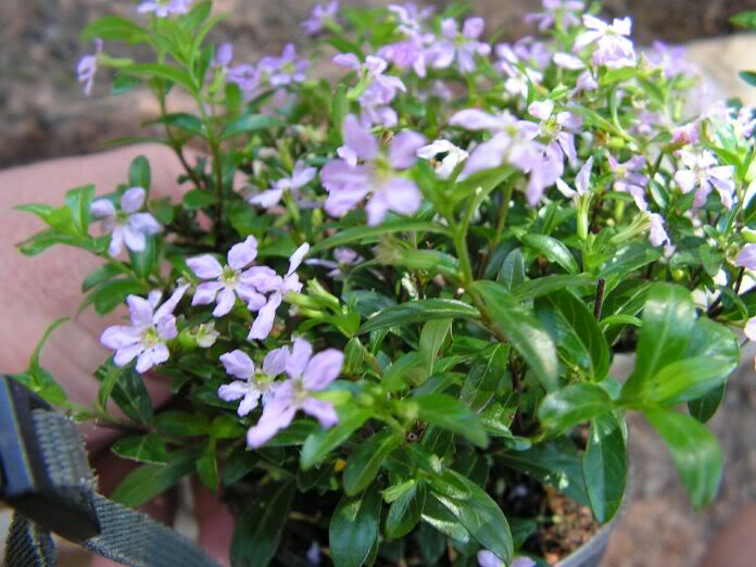 PICT0006.jpg