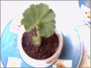PICT0006.jpg
