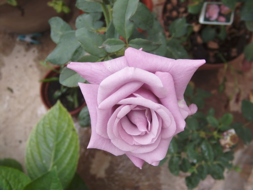 PICT0007-1.jpg