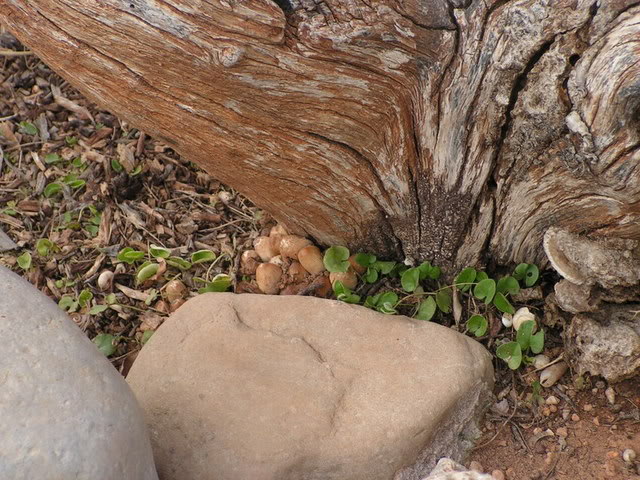 PICT0007.jpg