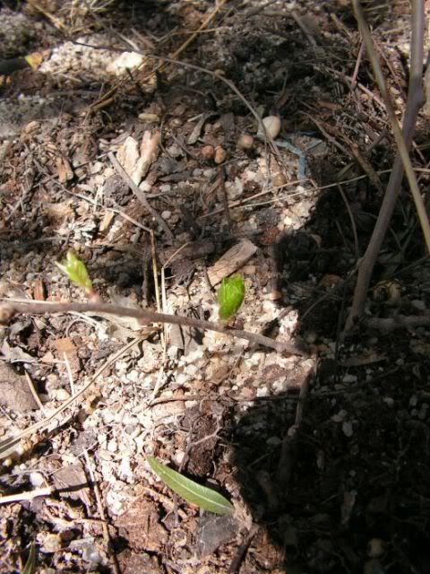 PICT0007.jpg