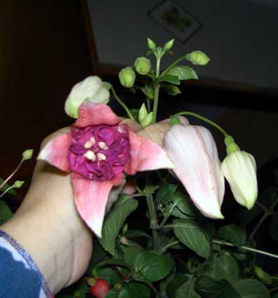 PICT0008.jpg