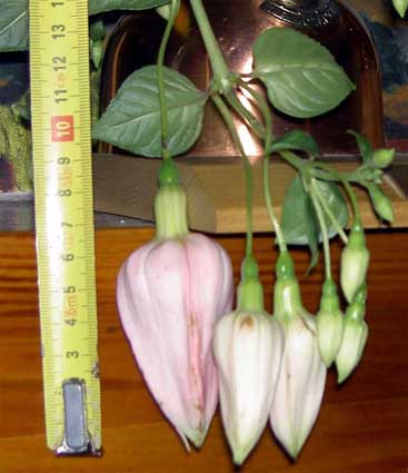 pict0009.jpg