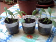 PICT0009.jpg