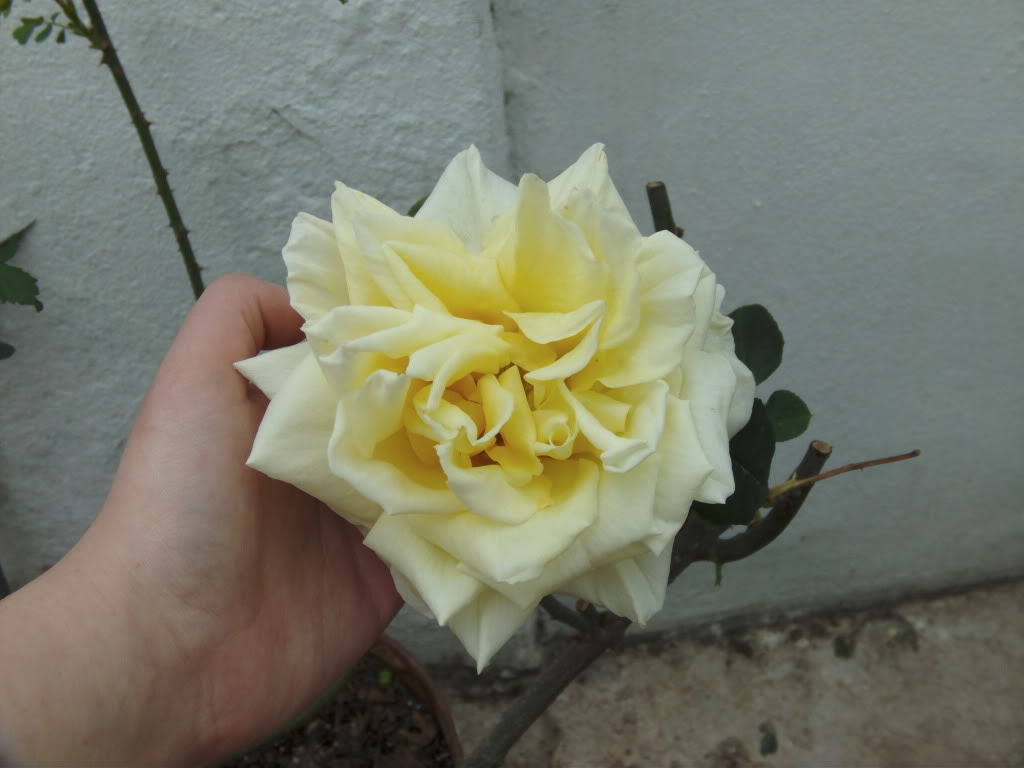 PICT0010.jpg