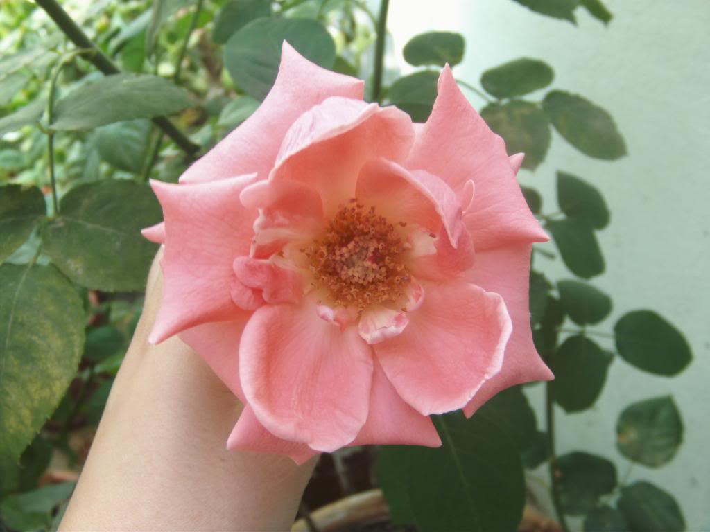 PICT0010_zpsc04f8b85.jpg