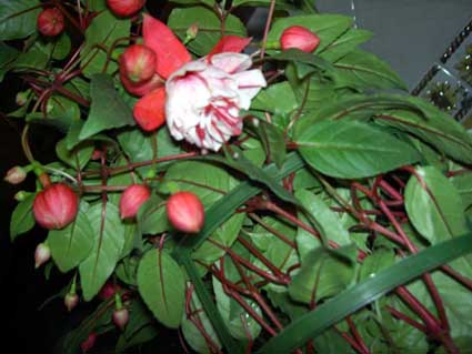 PICT0011.jpg