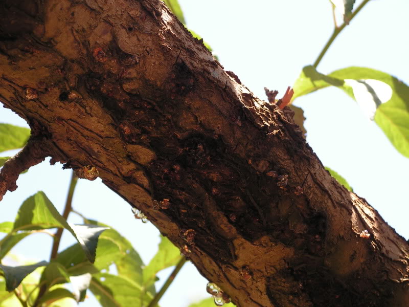 PICT0012.jpg