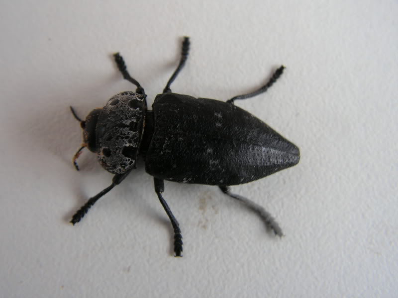 PICT0012.jpg