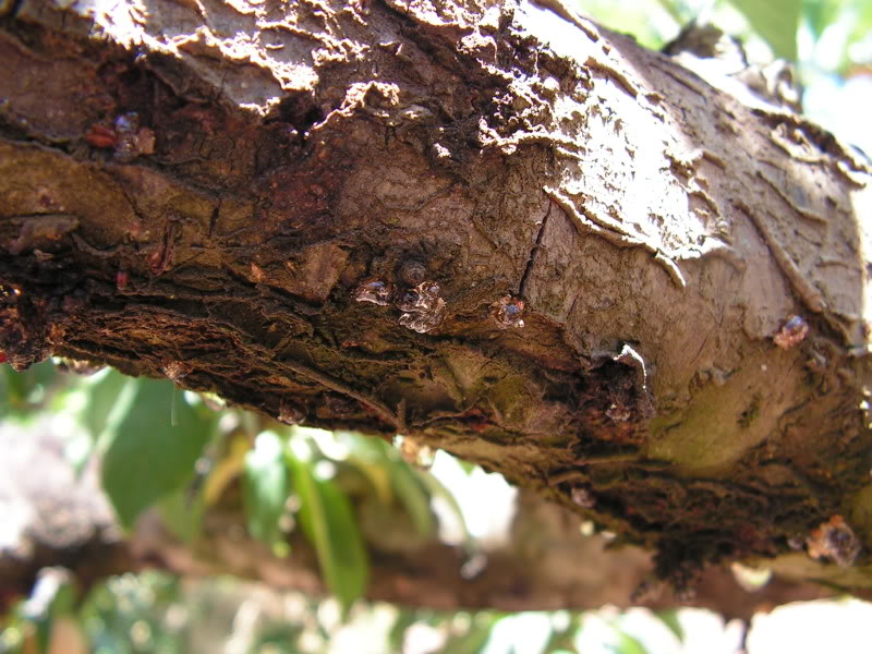 PICT0013.jpg