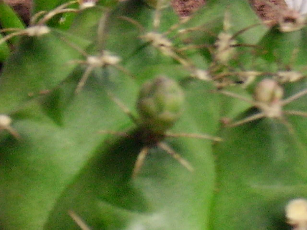 PICT0013.JPG
