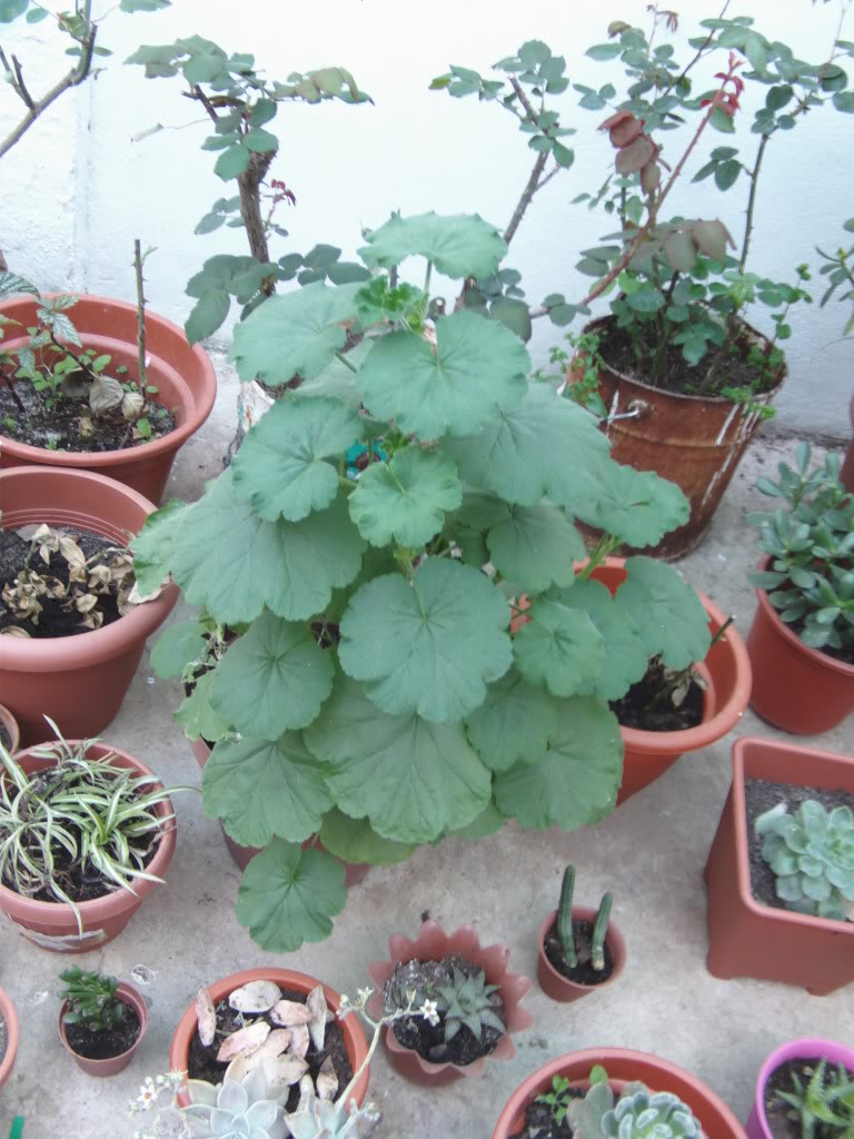 PICT0013.jpg