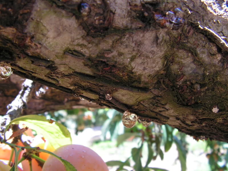 PICT0014.jpg