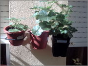 PICT0014.jpg
