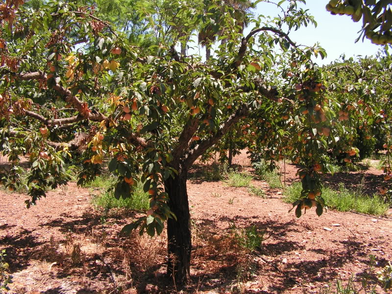 PICT0015.jpg