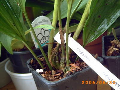 PICT0015_resize.JPG