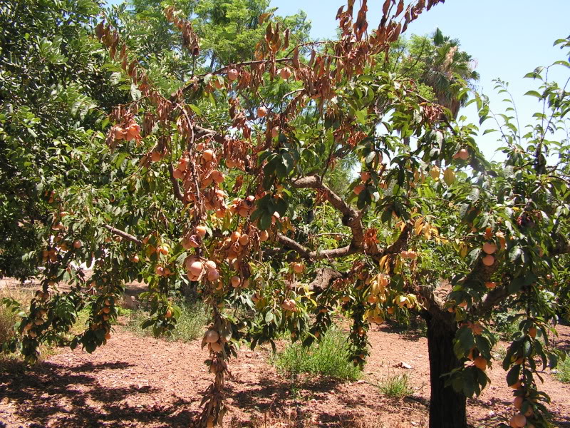 PICT0016.jpg