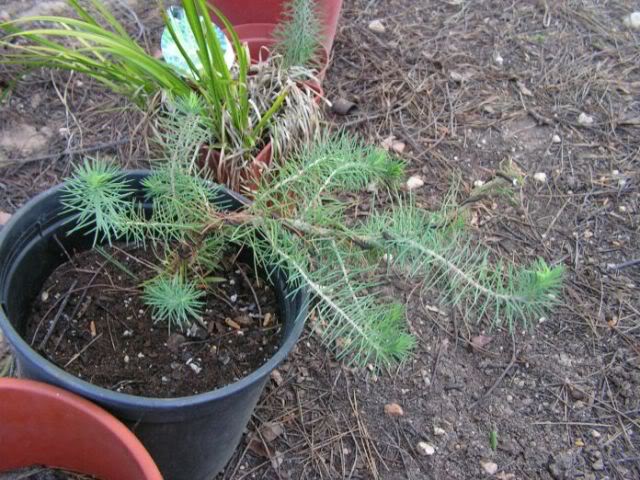 PICT0016.jpg