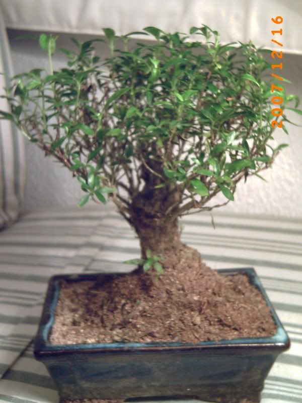 PICT0017-2.jpg